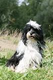 TERRIER DU TIBET 357